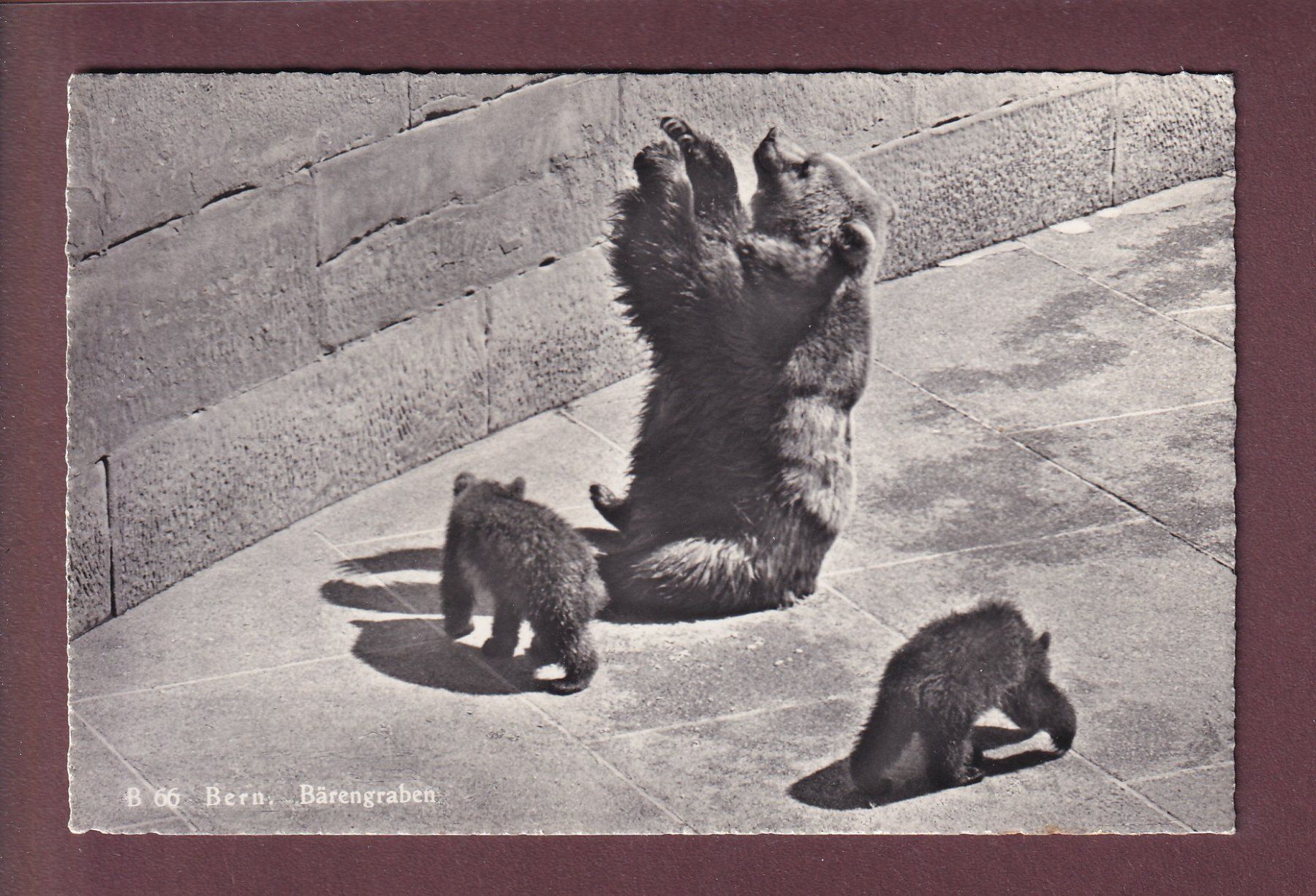 Ansichtskarten: BERN - Bärengraben - 1958 – Gebraucht aus Pully von nicecards