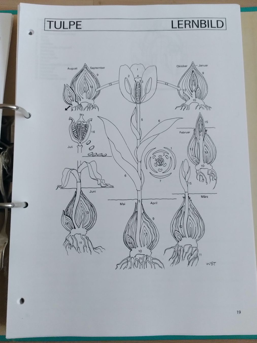 Libri: NATURKUNDE 1/ ORDNER MIT ARBEITSBLÄTTER – Usato da Brugg AG venduto da olamim 5