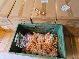 Posten neuer Deko Schweinchen von Bully ab 1.-