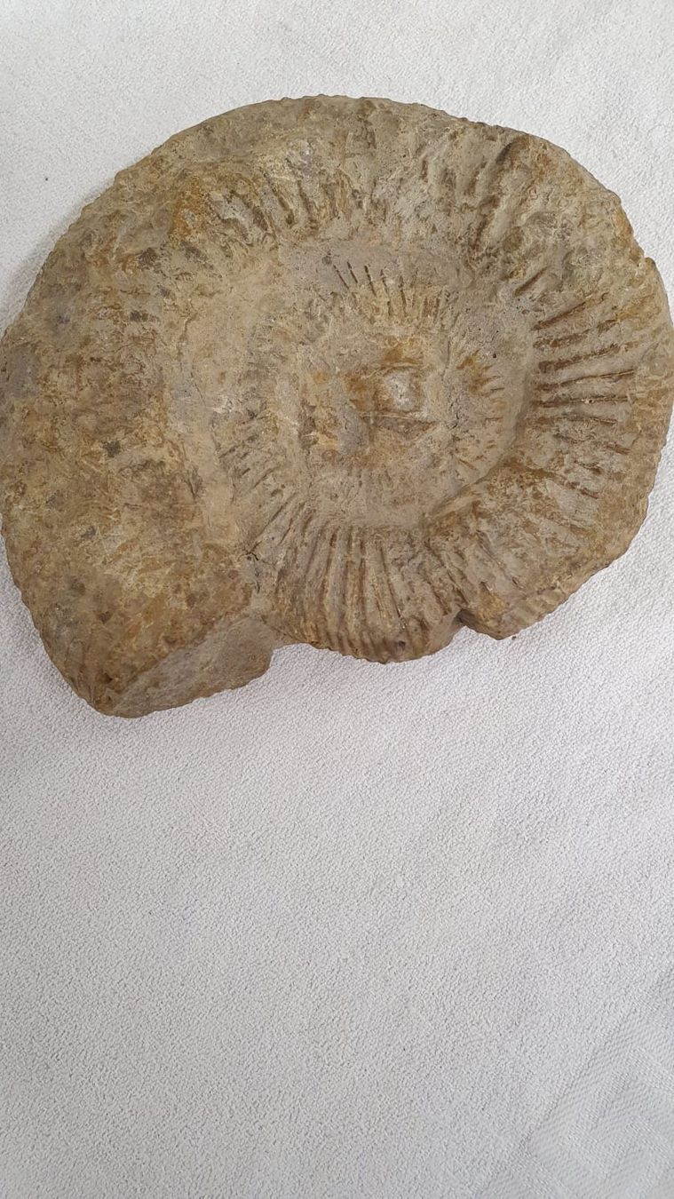 Fossilien: AMONIT – Gebraucht aus Dietikon von brocki-eyra 3
