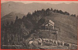 STEG Tösstal HÖRNLI-KULM Kühe