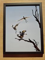 🖼️ Gerahmtes Naturbild – Seidenreiher beim Abflug | 30 × 40