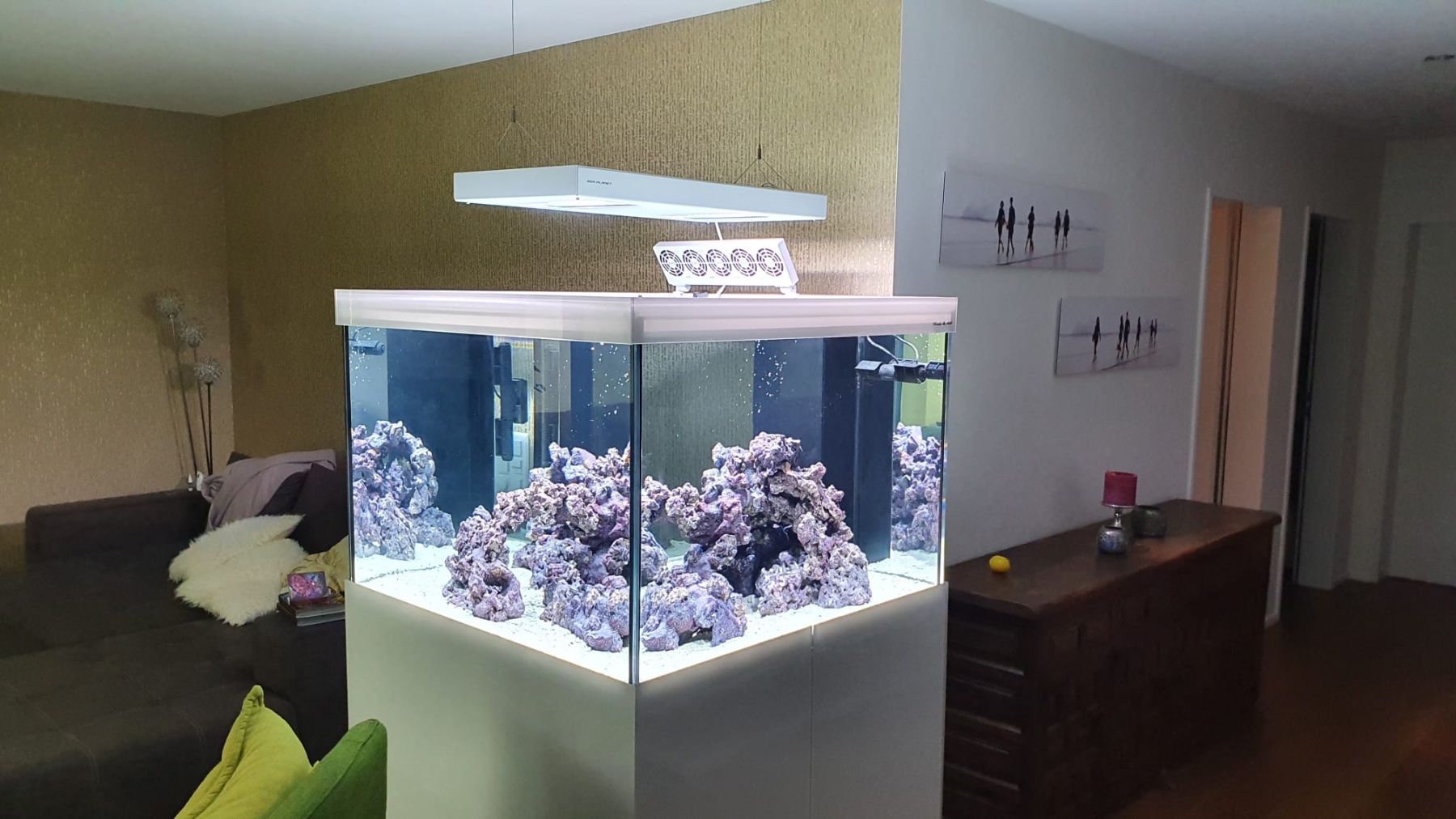 Acquari: Meerwasser Aquarium 100x100x70 – Nuovo (secondo la descrizione) da Berikon venduto da fischundart 5