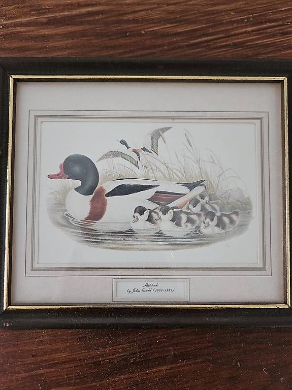 Foto & Immagini: Antikes Entenbilder Set John Gould Ducks – Usato da Zürich venduto da Kohlo 4