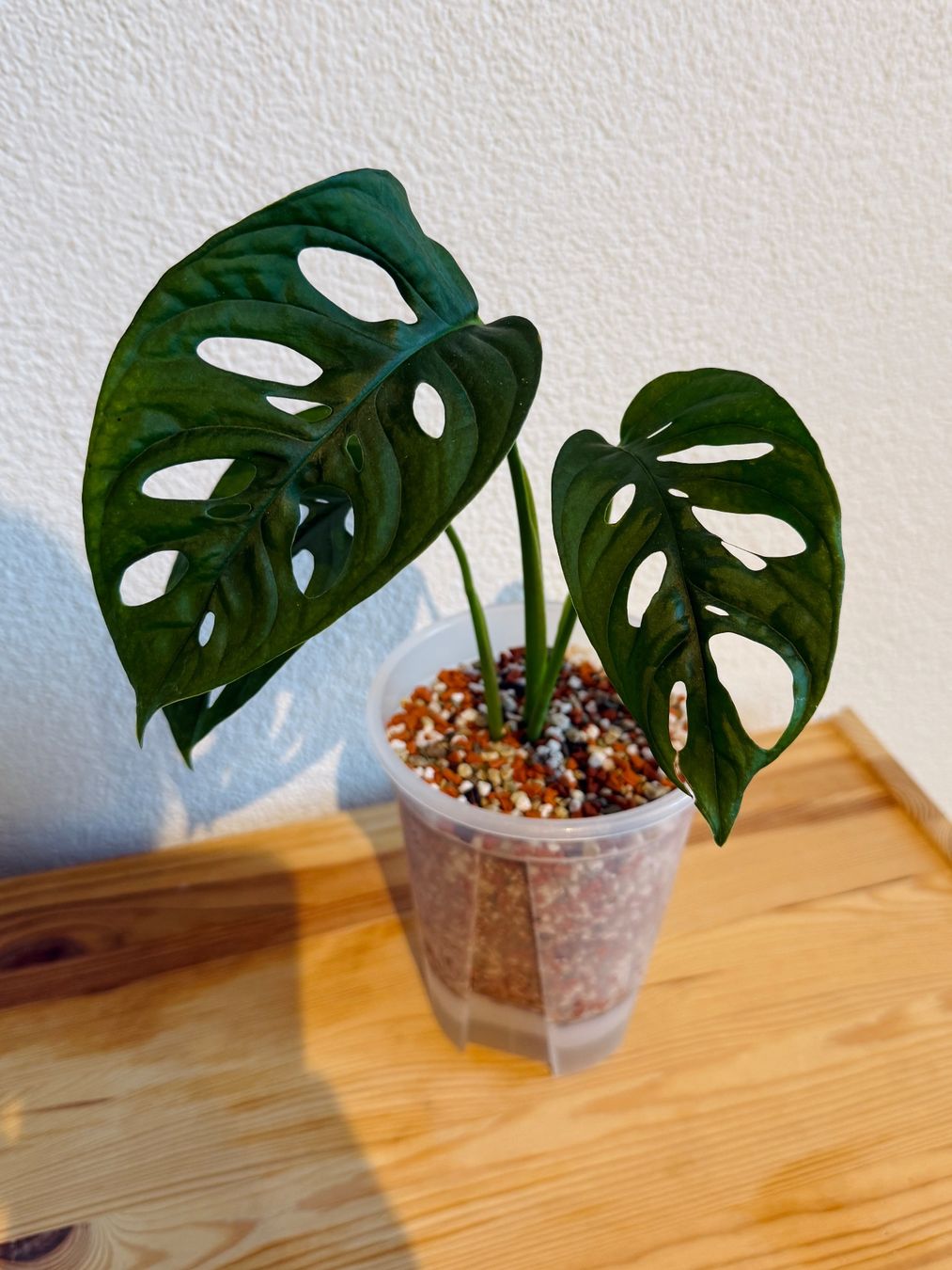 Piante & sementi: Monstera Adansonii – Usato da Wald ZH venduto da 2kndPlant 1