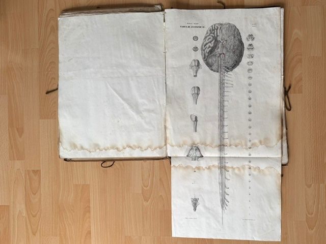 Grafica & Litografie: Zwei Lithographien "Tabula Anatimicae" v. Frederici Arnoldi – Usato da Lostorf venduto da Nick1258 6