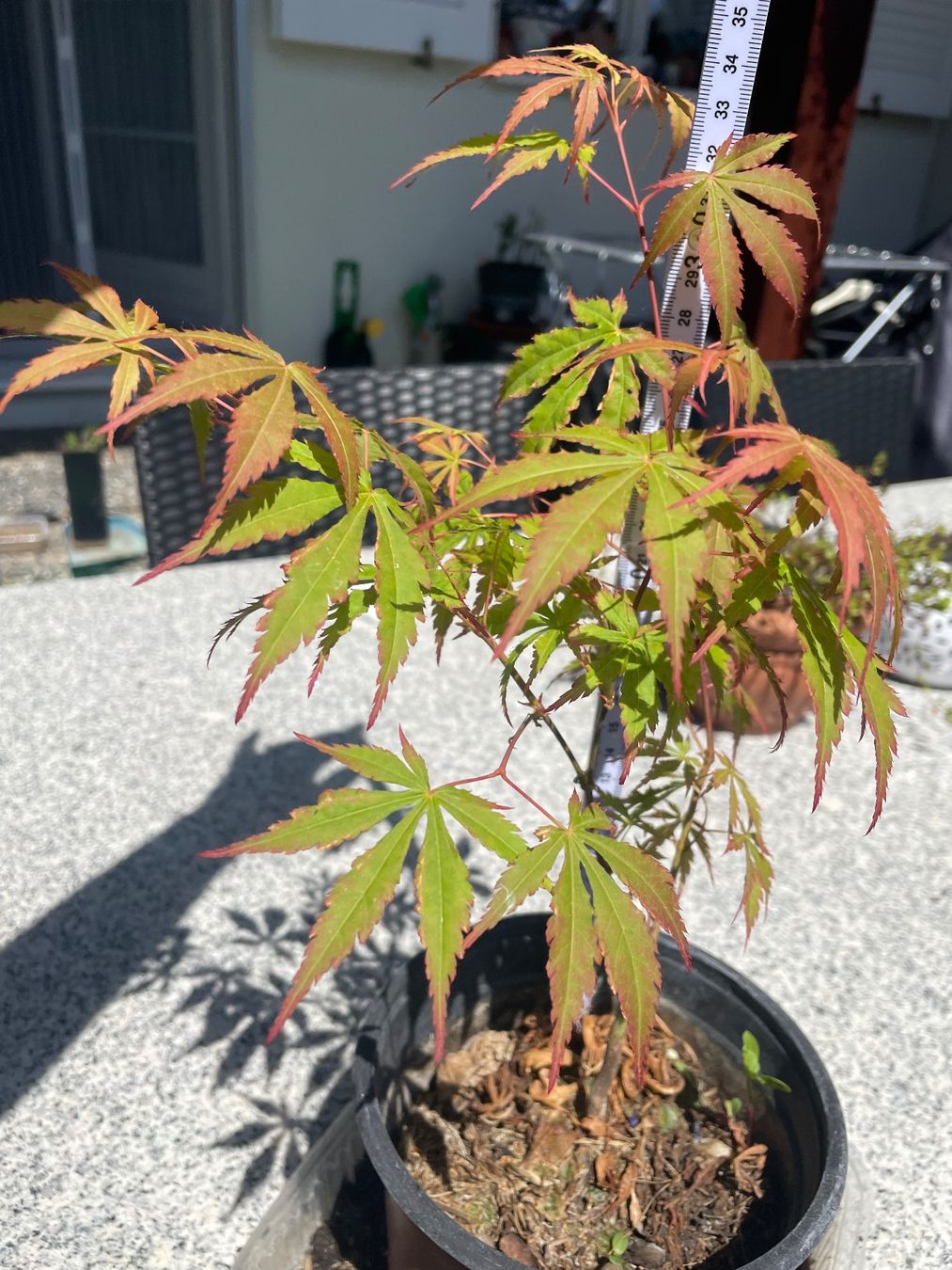 Piante & sementi: Acer Palmatum - Fächer-Ahorn – Nuovo (secondo la descrizione) da Buchs AG venduto da fischli610 3