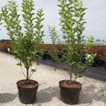 Piante & sementi: Ligustrum ovalifolium 80-100cm – Nuovo (secondo la descrizione) da Sursee venduto da pflugshaupt01