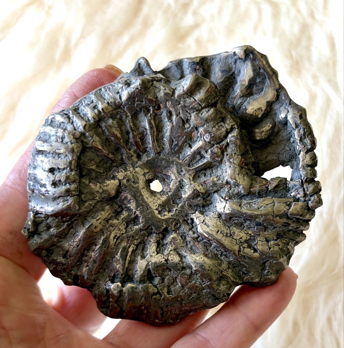 Fossili: Ammonit pyritisiert. 120 Mio Jahre alt – Nuovo (secondo la descrizione) da Adliswil venduto da Moroz173 2