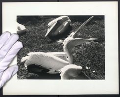 Fotografie Weisser Pelikan zwischen Artg