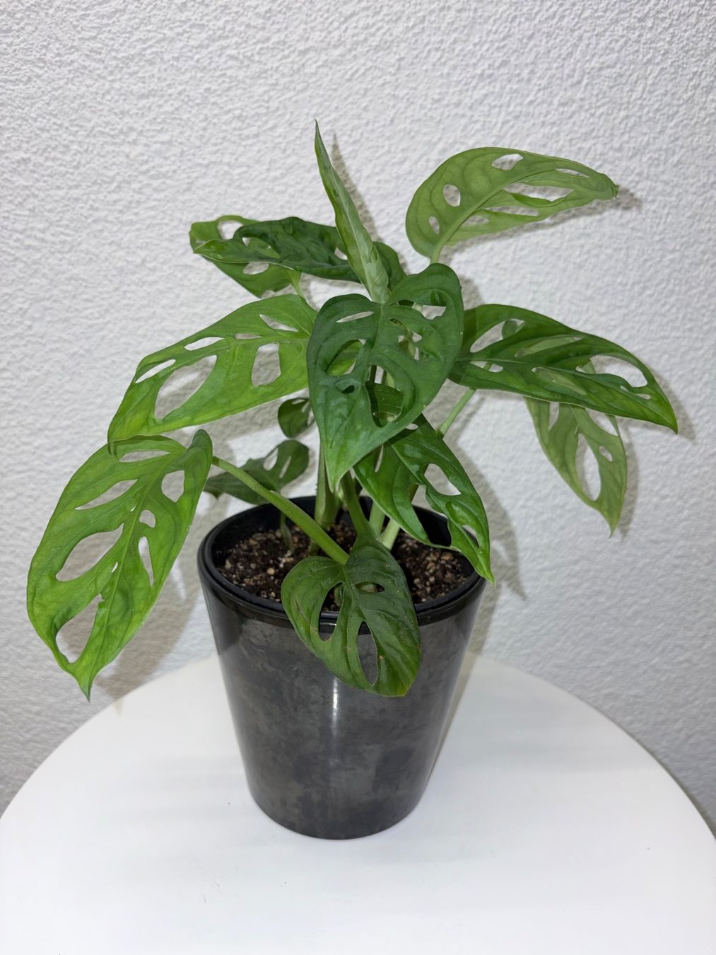 Pflanzen & Samen: Monstera 'Monkey Leaf Monstera adansonii & ceramic cache pot – Gebraucht aus Kilchberg ZH von malibubeach