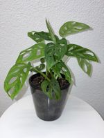 Monstera 'Monkey Leaf Monstera adansonii & ceramic cache pot