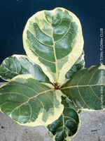 Ficus Lyrata Albo Variegata - Exklusive Sammlerpflanze