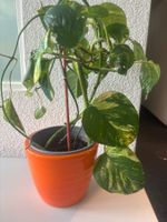 Zimmerpflanze, Epipremnum aureum, im Topf, gebraucht