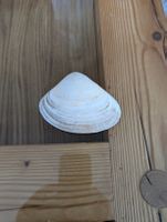 Muschel Dekoration weiss natur echt