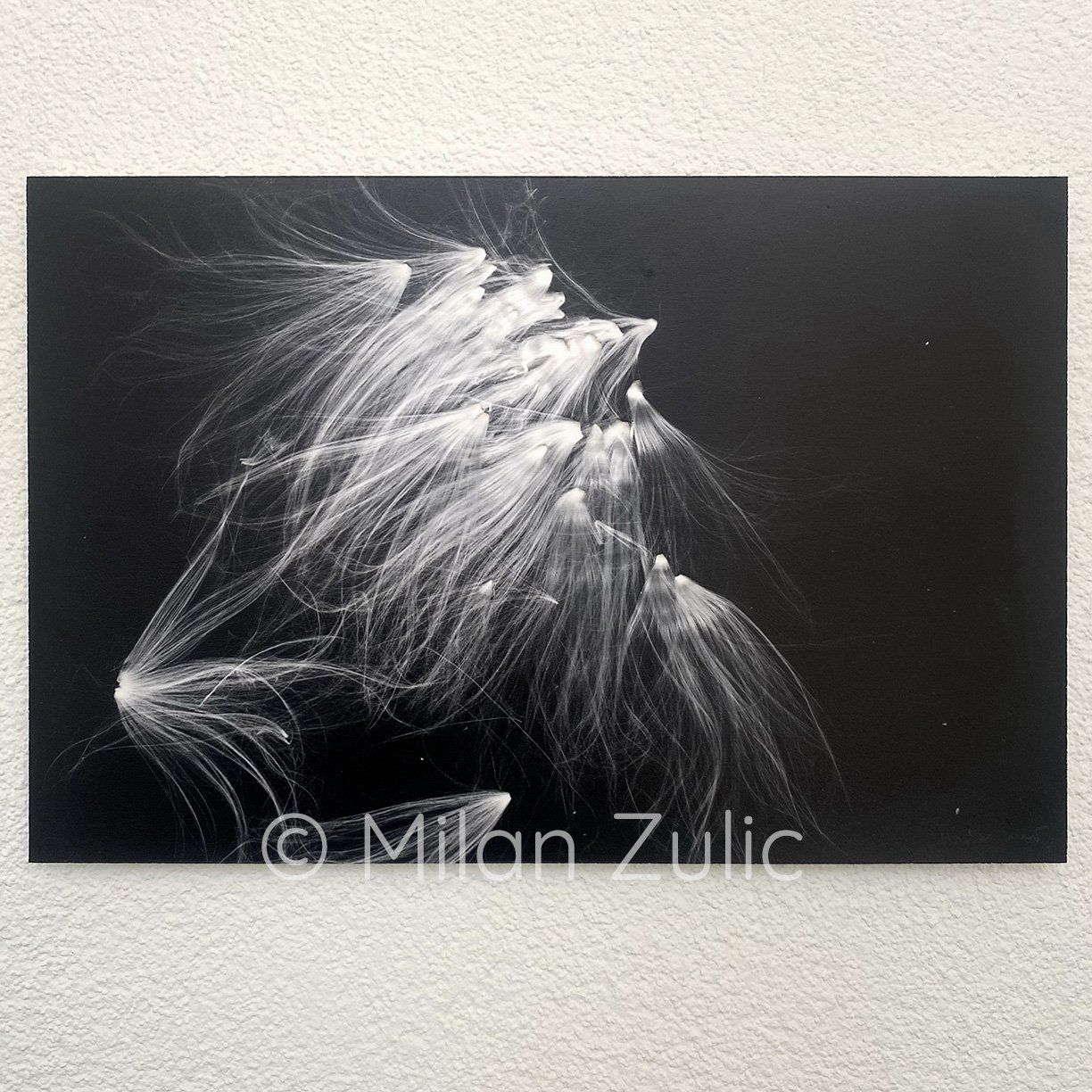 Foto & Immagini: Milan Zulic ~66 – Nuovo (secondo la descrizione) da Uetikon am See venduto da mil_7k2b 6