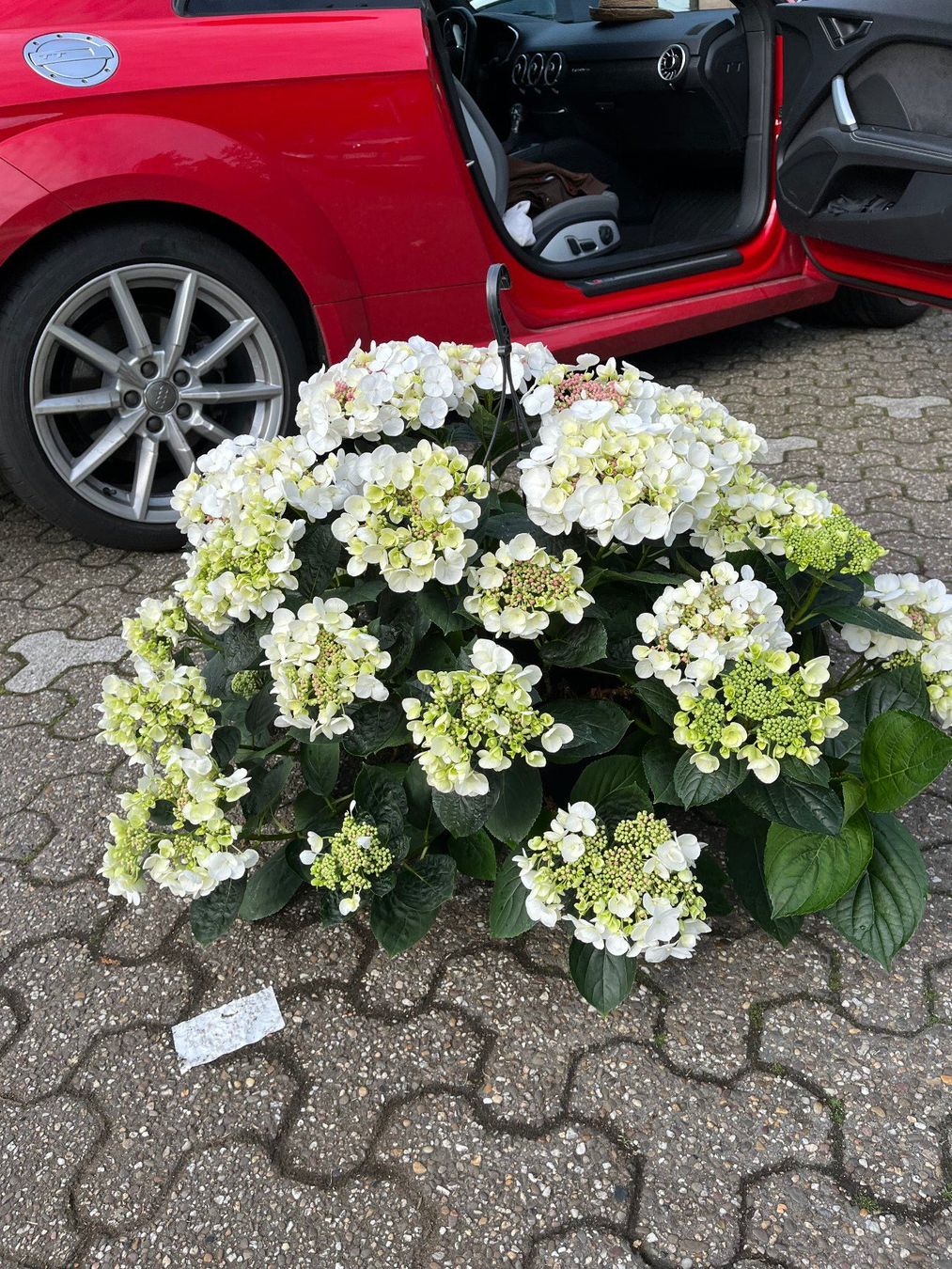 Pflanzen & Samen: Hortensie / Tellerhortensie – Gebraucht aus Zürich von Wasserwandler