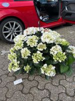 Hortensie / Tellerhortensie