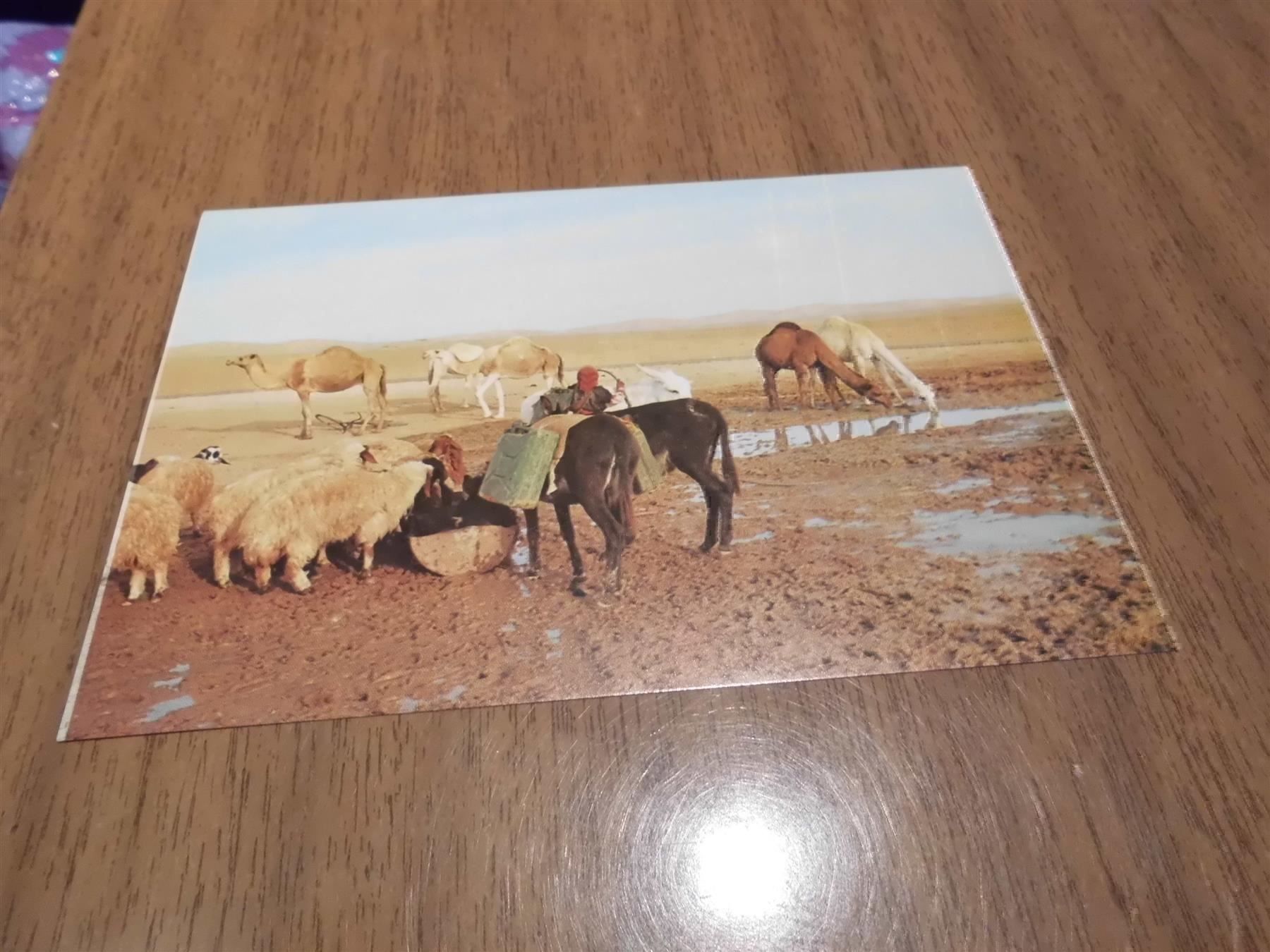 Cartoline postali: Ansichtskarte Jerusalem Desert, 1012 – Usato da Zürich venduto da Motzkuh