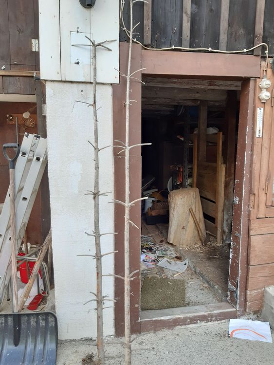 Bohnenstangen aus Holz ca. 2.30m Kaufen auf Ricardo
