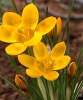 7 Zwiebeln von Gartenblume gelb:  CROCUS DOROTHY + Infos