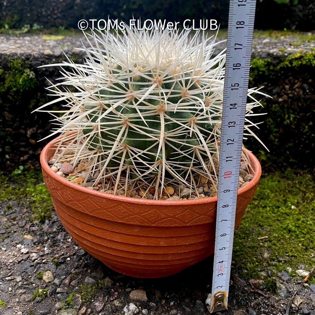Piante & sementi: Echinocactus Grusonii Albispinus Ø15cm – Nuovo e nell'imballaggio originale da Adliswil venduto da asTOMas963 5
