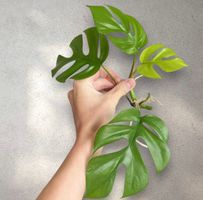Monstera minima, Rhaphidophora tetrasperma Kopfsteckling🤩