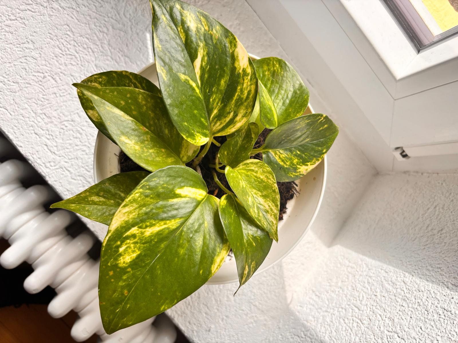 Piante & sementi: Pothos avec son pot blanc – Usato da Romainmôtier venduto da val_r8sn