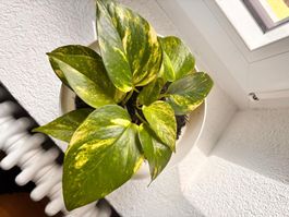 Pothos avec son pot blanc