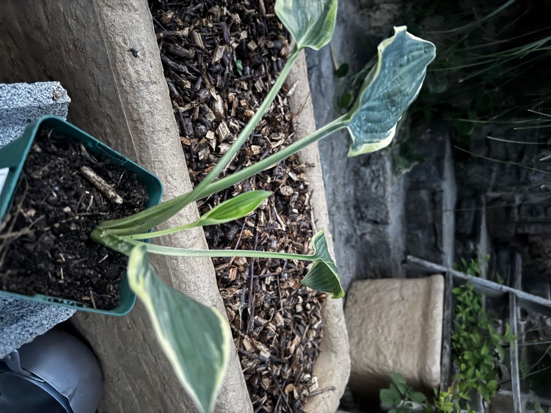 Pflanzen & Samen: Hosta irish eyes – Gebraucht aus Lajoux JU von Briard0 1