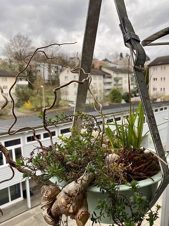 Pflanzen & Samen: Sukkulenten in der Schüssel – Gebraucht aus Frauenfeld von Irene.Schuppli 1