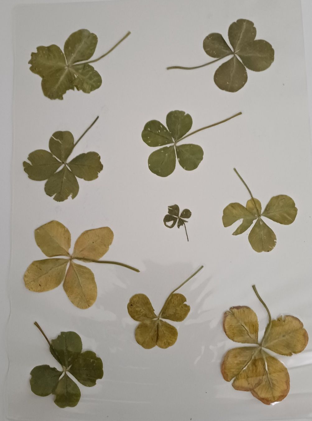Bastelsets: 4-Blatt Klee —  🍀 laminiert – Neu (gemäss Beschreibung) aus Utzenstorf von malibu06