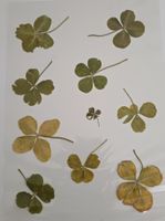 4-Blatt Klee Sammlung —  🍀 laminiert