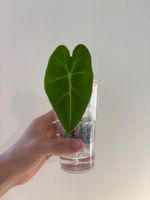 😍 Alocasia Frydek Baby (Nr. 3)
