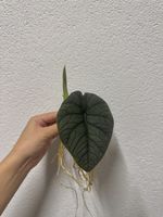 🌱 Alocasia melo
