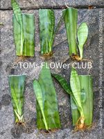 Sansevieria Trifasciata - Blattsteckling - 100% Qualität