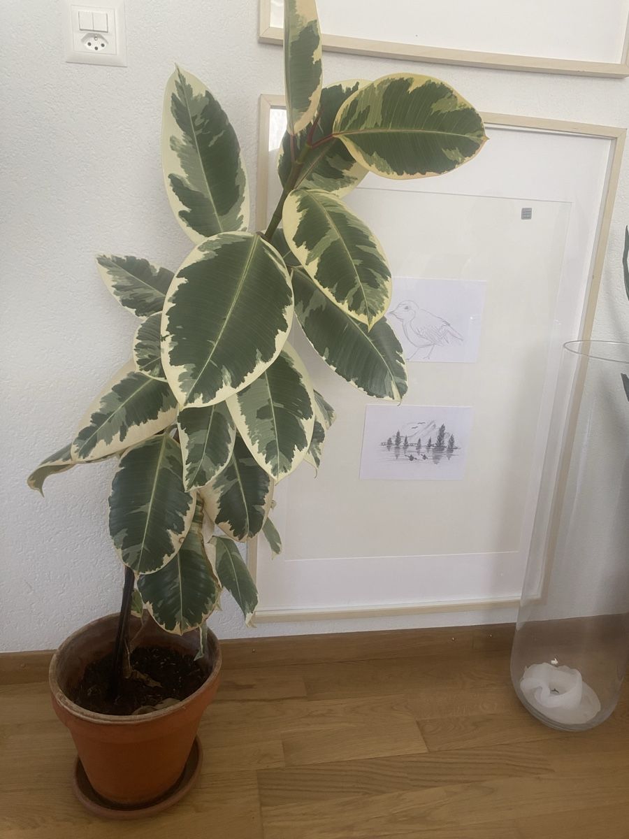 Plantes & graines: Ficus Elastica. – D'occasion à Köniz par AlessandraMedici 2