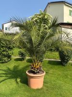 Kanarische Dattelpalme