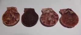 4 -CLAMYS VARIA, 4 VERSCHIEDENE-MUSCHEL, BI-VALVE/ 2 SEITEN