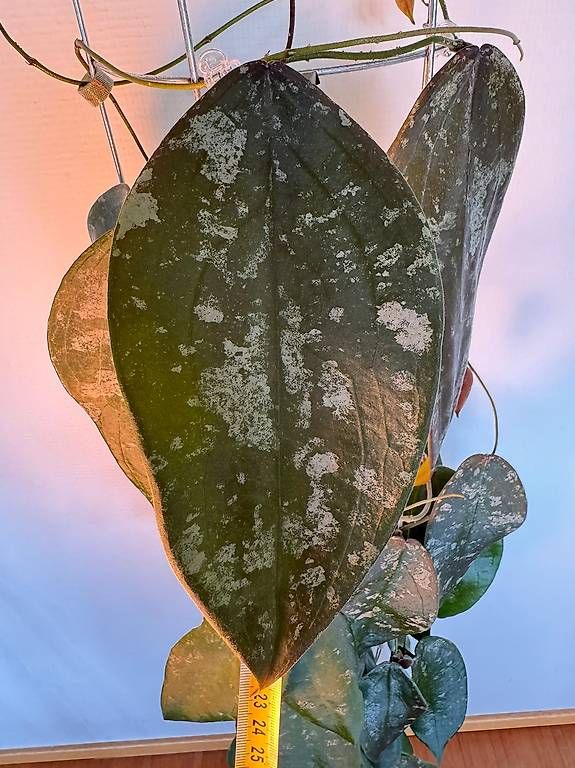 Piante & sementi: Hoya sangguensis Borneo – Nuovo (secondo la descrizione) da Bühler venduto da googelibear 3