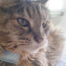 Profile image of kitkitkat