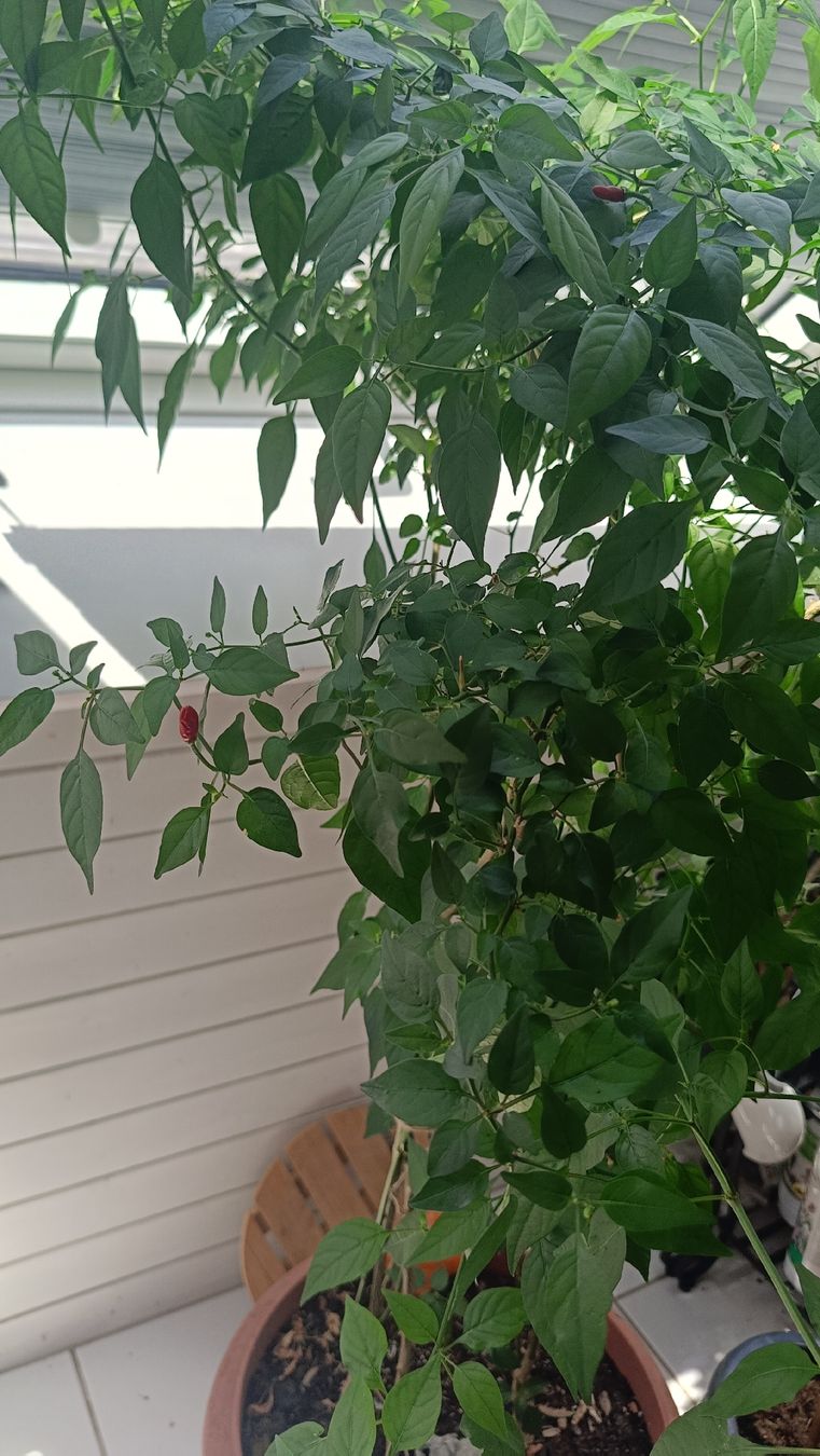 Pflanzen & Samen: chili piquin pflanz – Neu (gemäss Beschreibung) aus Hägendorf von aga_mh97 1