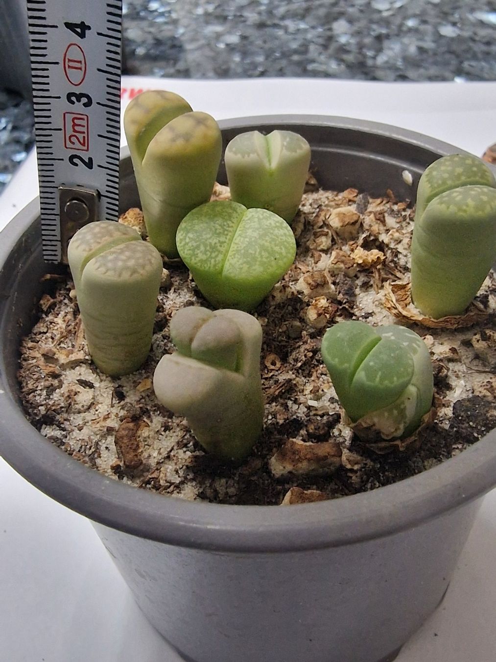 Pflanzen & Samen: Lithops Mix, Lebende Steine, 7 Stück – Gebraucht aus Uerkheim von Justi.y 4