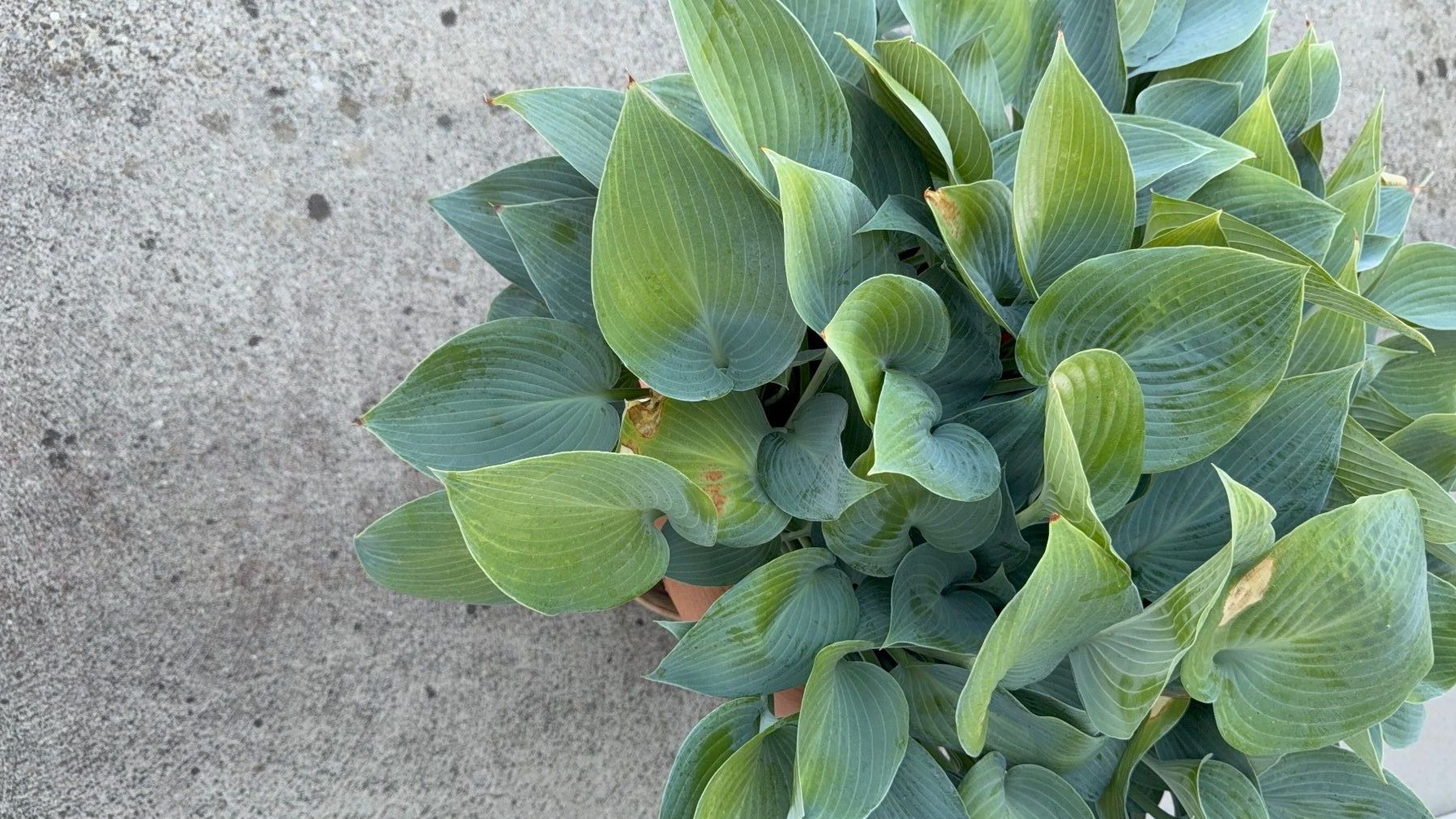 Piante & sementi: Funkie Hosta – Usato da Dällikon venduto da dahi1 3