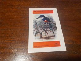 Timbre rare du Nagaland - Martin-pêcheur quadricolore!