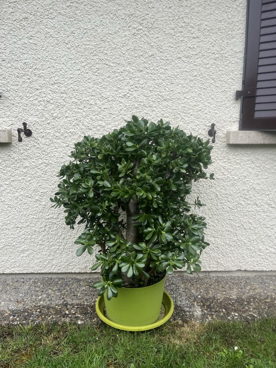 Piante & sementi: Plante Crassula Ovata – Nuovo (secondo la descrizione) da La Croix-de-Rozon venduto da tuf_f6td 7
