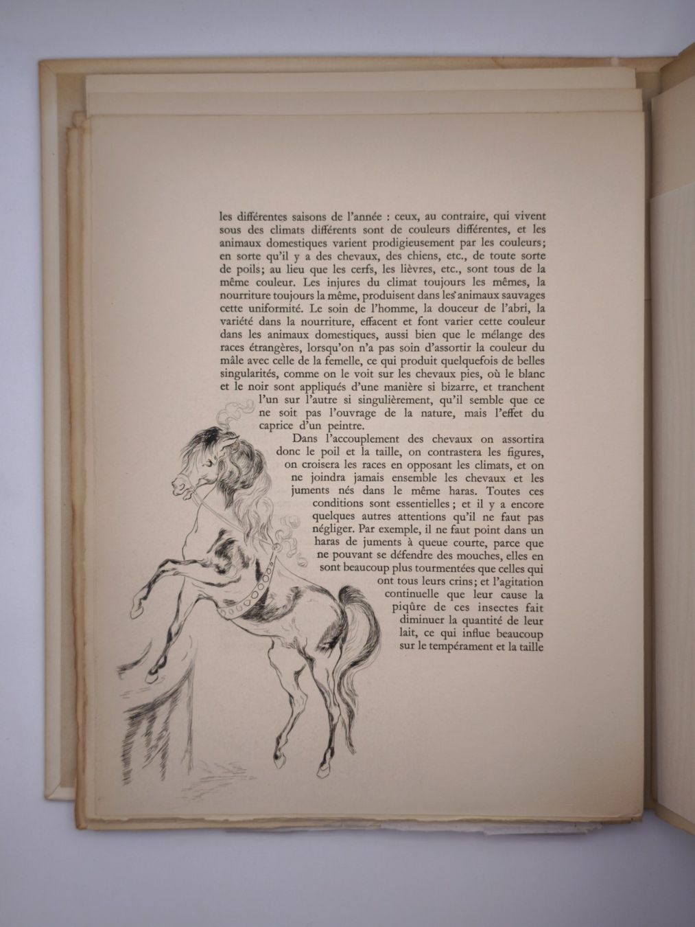 Libri: PRESSENDRUCKE - LE CHEVAL - LAURE DELVOLVE - BUFFON – Usato da Goldach venduto da Gaip 4