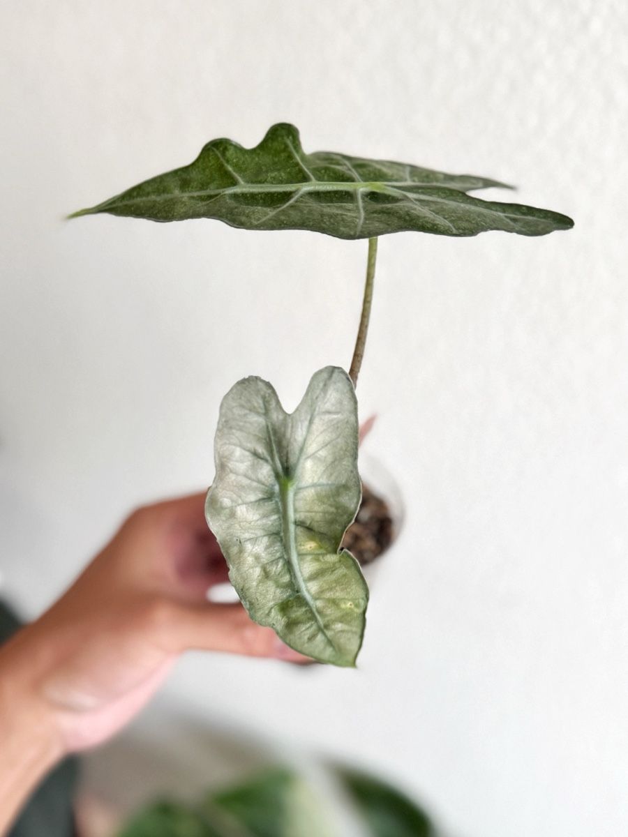 Piante & sementi: Alocasia Polly Pink Mint – Nuovo (secondo la descrizione) da Bern venduto da Lucas_Ma 1