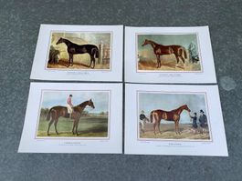 4 schöne Pferdebilder