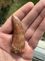 Raubsaurierzahn Carcharodontosaurus saharicus